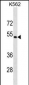 PSMD4 Antibody (C-term)